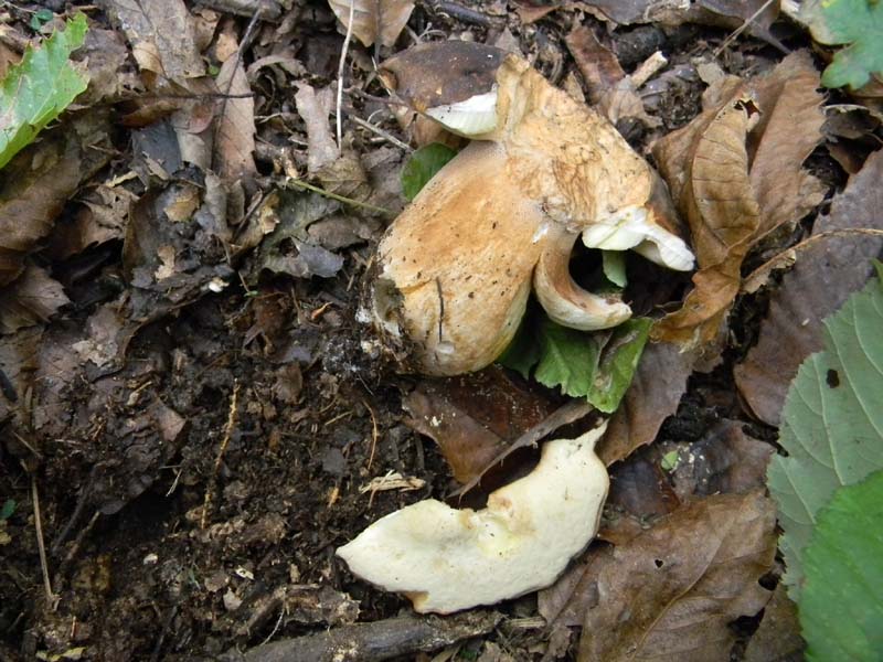 Ritrovamenti 19.10.2010